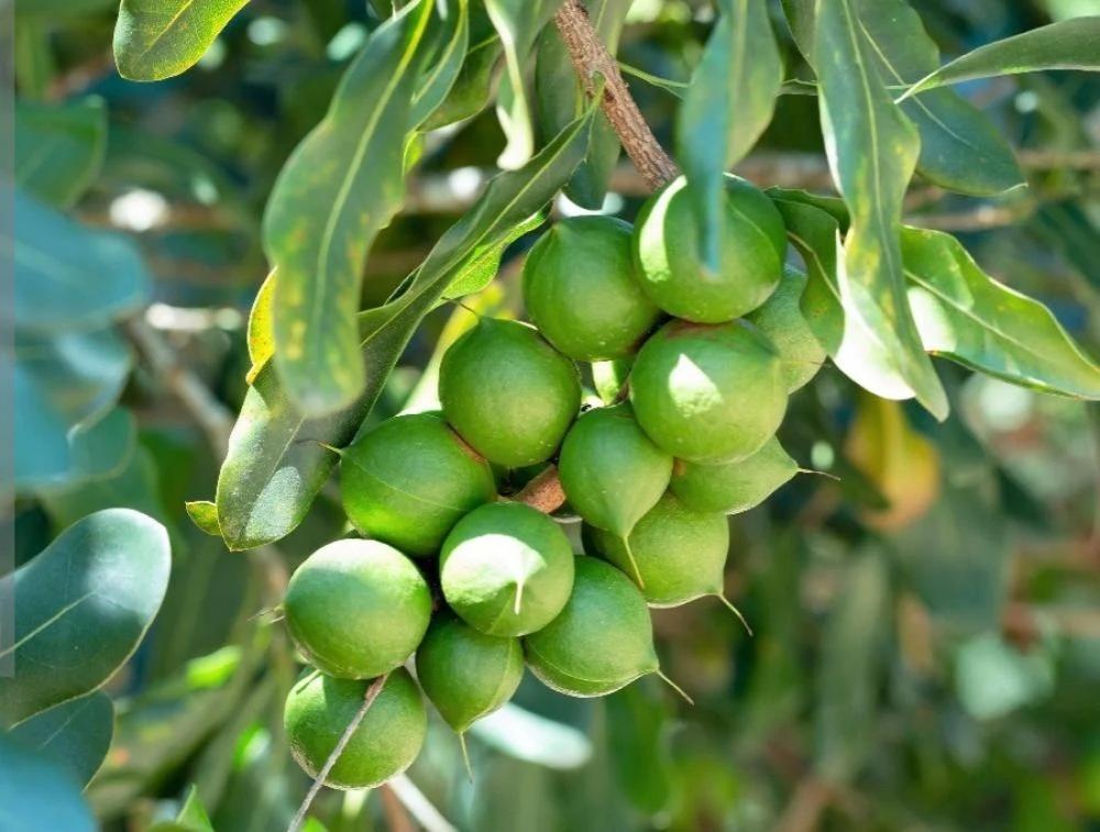 زراعة-المكاداميا-في -السعودية