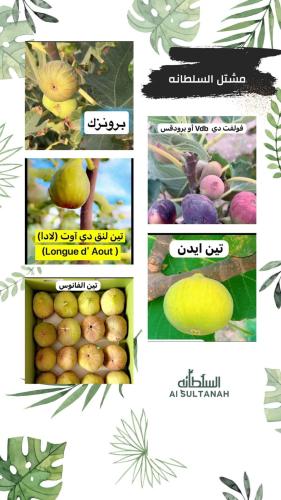 بكج من خمسة شتلات من أصناف التين النادرة( الشحن مج...