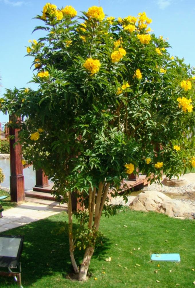 شتلات شجرة التيكوما