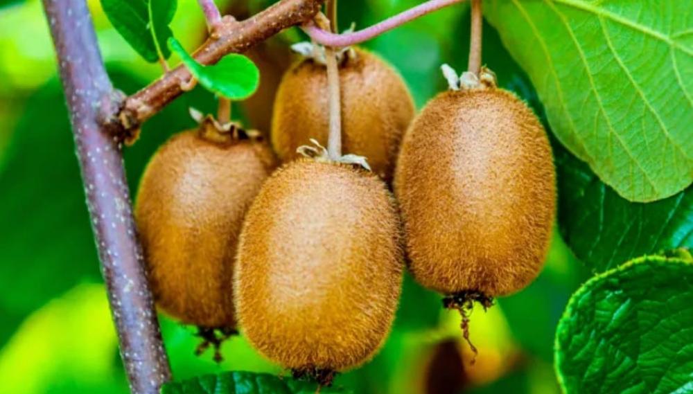 كل ما تريد معرفته عن الكيوي فوائده، زراعته، وعنايته