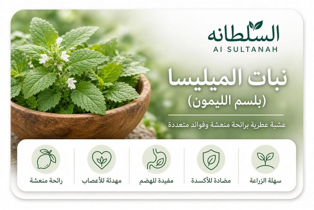 نبات الميليسا (بلسم الليمون).. عشبة عطرية برائحة منعشة وفوائد متعددة