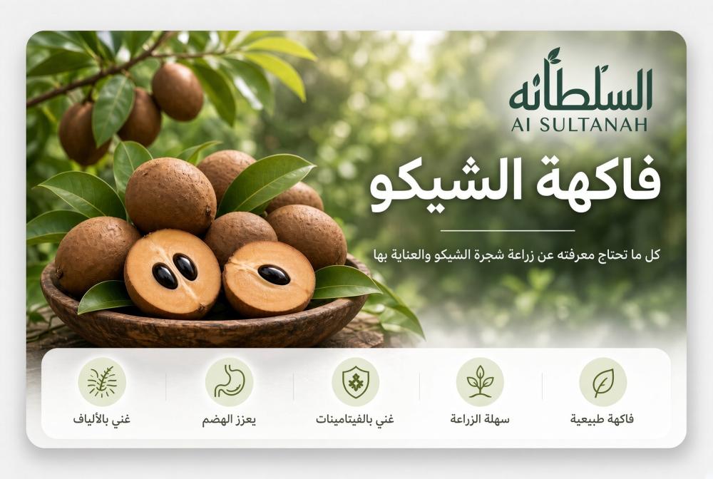 فاكهة الشيكو.. كل ما تحتاج معرفته عن زراعة شجرة الشيكو والعناية بها