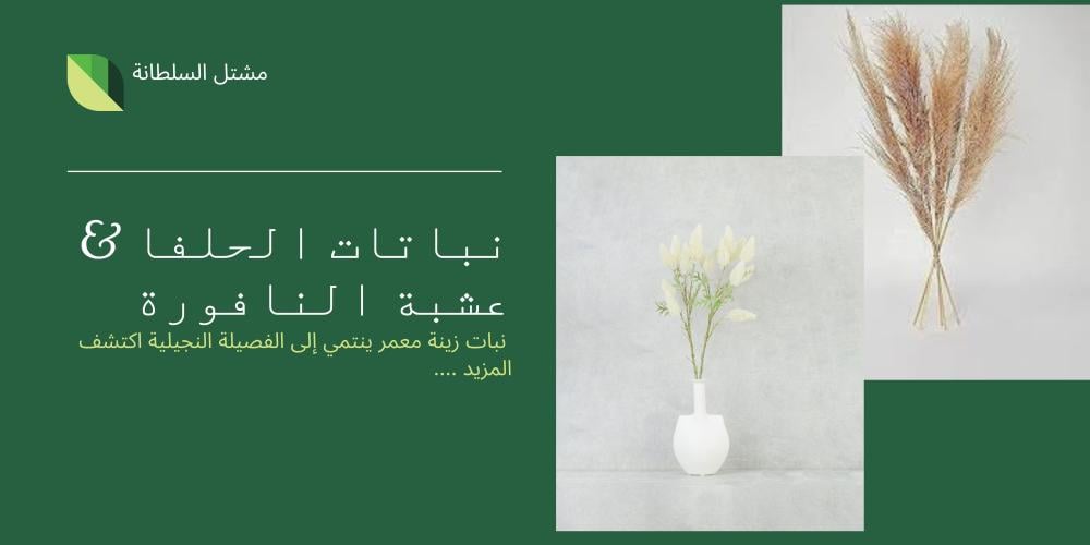 نباتات الحلفا: تعرف علي 5 طرق لنبات الحلفا في الديكور