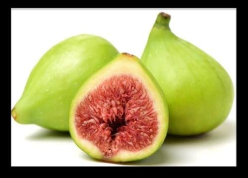 شتلات تين اسطنبولى أخضر