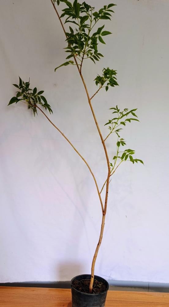 شتلات شجرة التيكوما