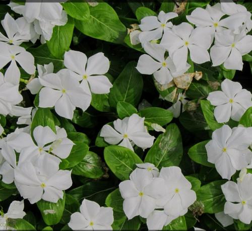 شتلات نبات البفتة Vinca Rosea