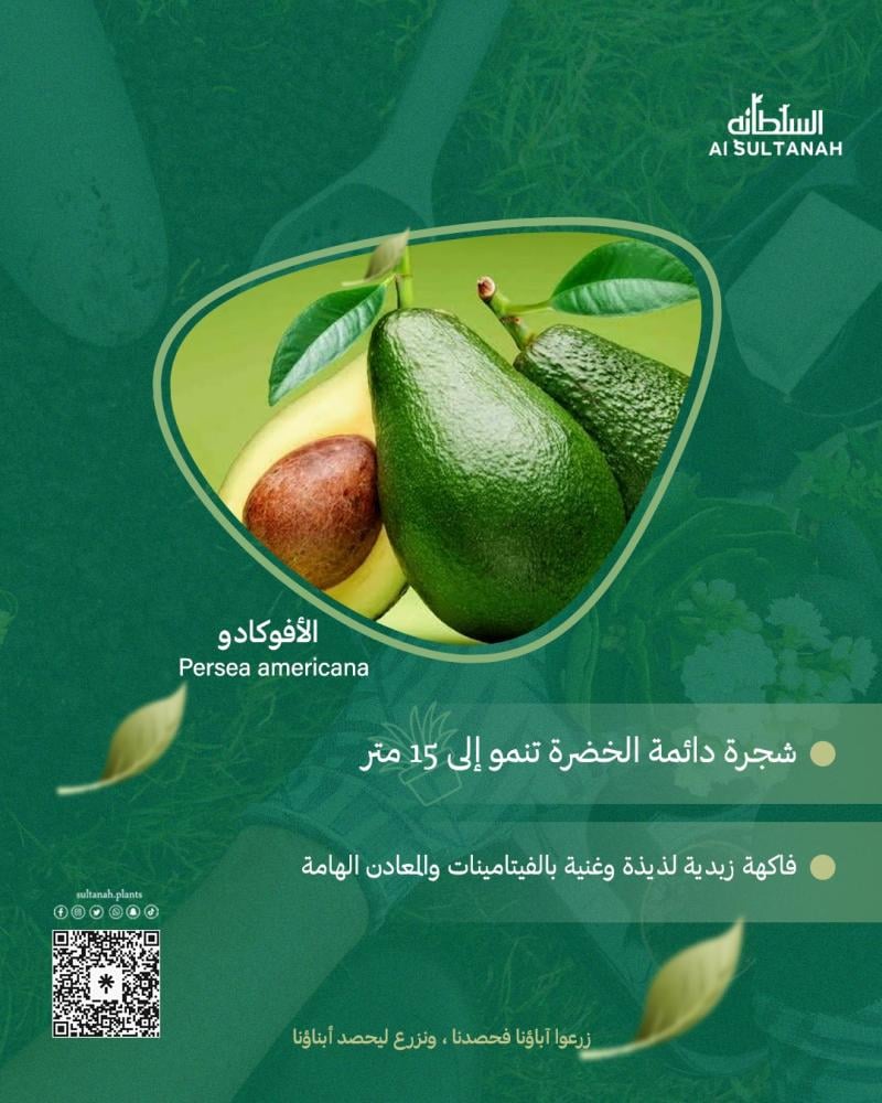 كل ما تحتاج معرفته عن الأفوكادو: الزراعة والفوائد والاستخدامات