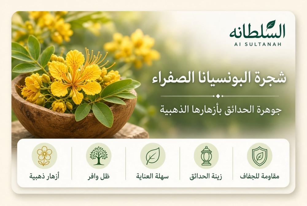 شجرة البونسيانا الصفراء.. جوهرة الحدائق بأزهارها الذهبية