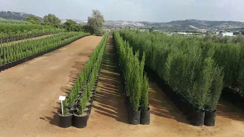 تأثير مشاتل الخضار في تحسين الأمان الغذائي والتغذية الصحية