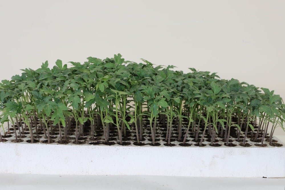 كيف يمكن لمشاتل الخضار بناء هوية قوية وتمييز منتجاتها في سوق المنافسة؟