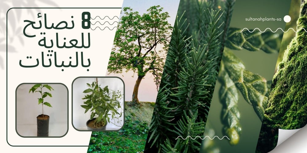 افضل 8 طرق لحل 8 مشكلات تواجهه النباتات -مشتل السلطانة