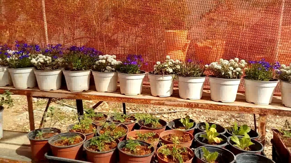 استخدام التكنولوجيا لتحقيق نباتات متميزة