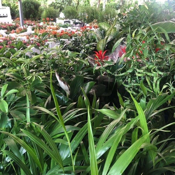 مزايا وتحديات زراعة النباتات بطرق طبيعية