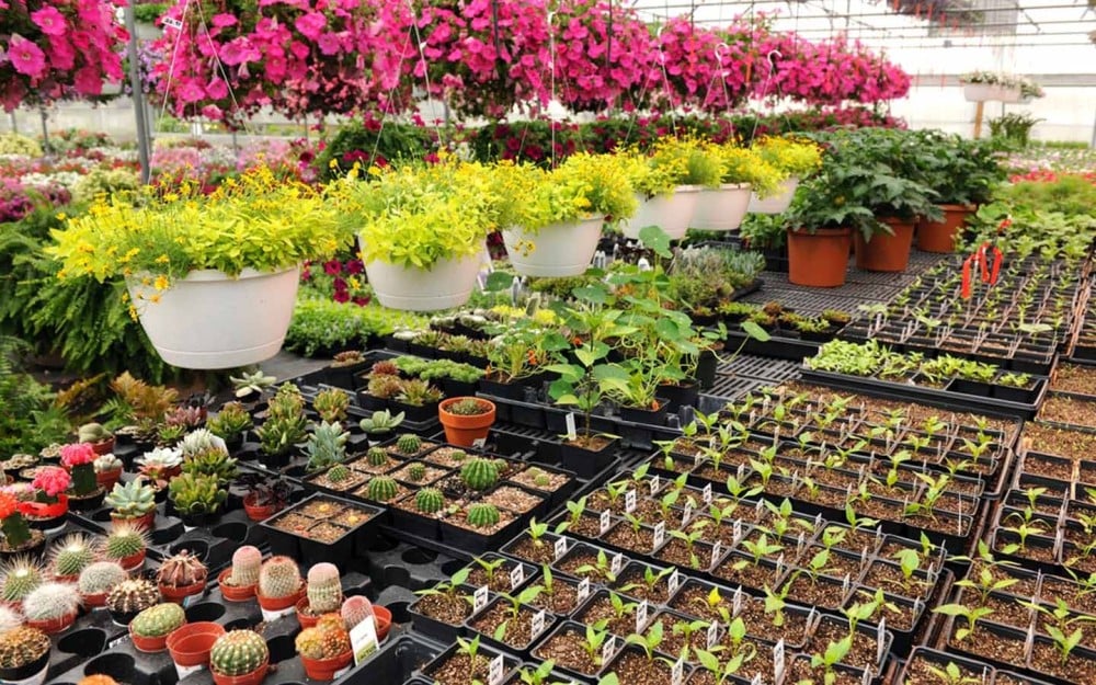 نصائح لإدارة وتنظيم المشاتل