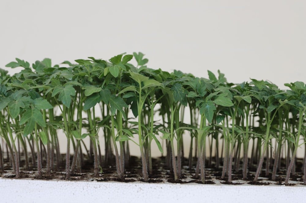 الابتكار في تصميم المشاتل: استدامة وفاعلية في استخدام المساحة