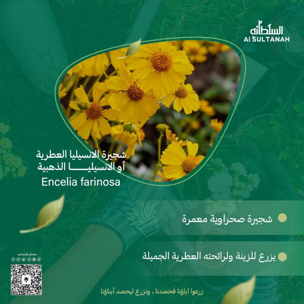 شراء شجيرة انسيليا العطرية - نبات صحراوي عطر مقاوم للجفاف