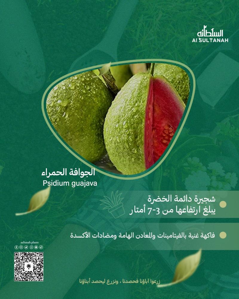 زراعة الجوافة الحمراء في السعودية: الدليل الشامل للمبتدئين والهواة