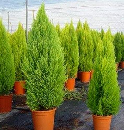 شتلات سرو عطري ( ليموني ) Cupressus macrocarpa “Go...