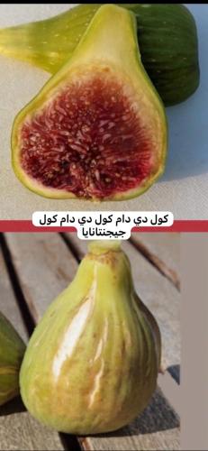 شتلات تين صنف كول دى دام قريس جيجنتانايا