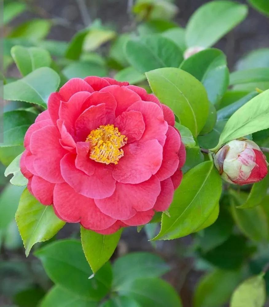 زراعة-الكاميليا-في-السعودية