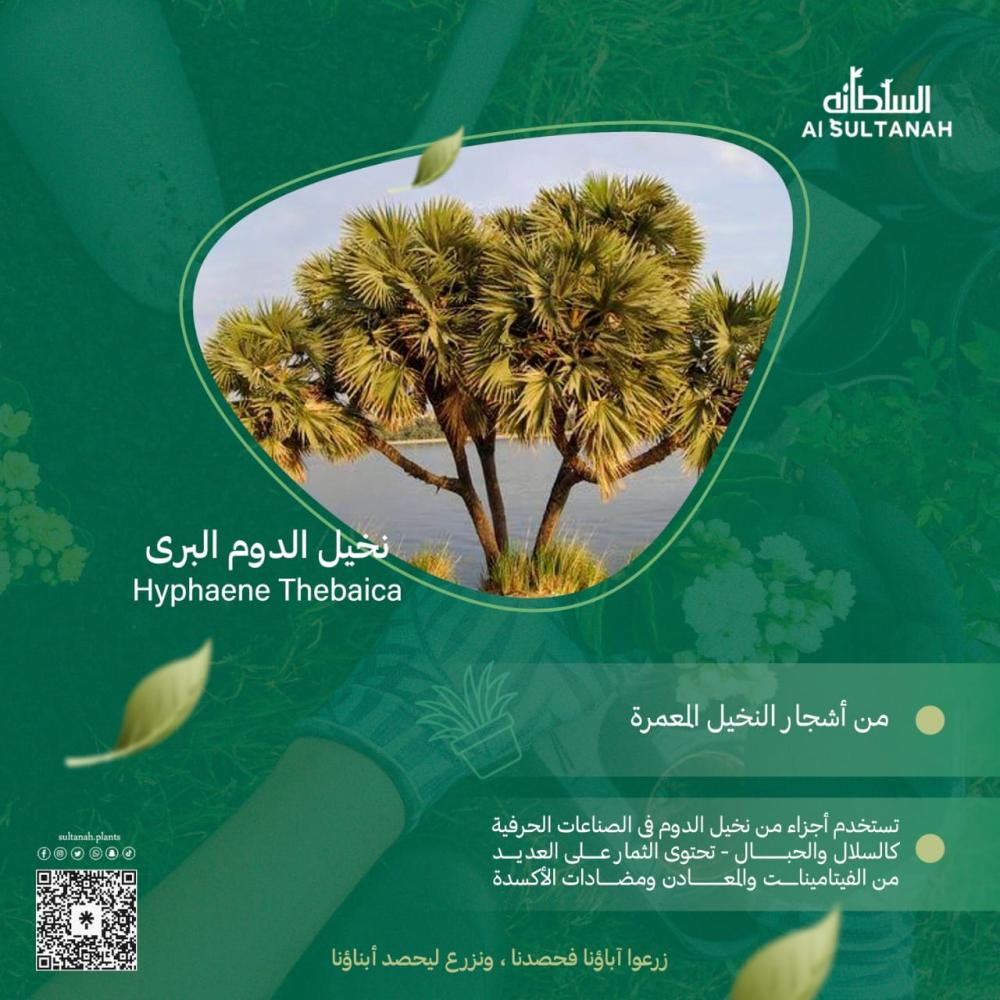 نخيل الدوم البري | فوائده الصحية المذهلة واستخداماته المتنوعة