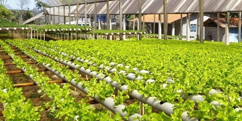 كيفية اختيار وتنسيق النباتات من المشتل