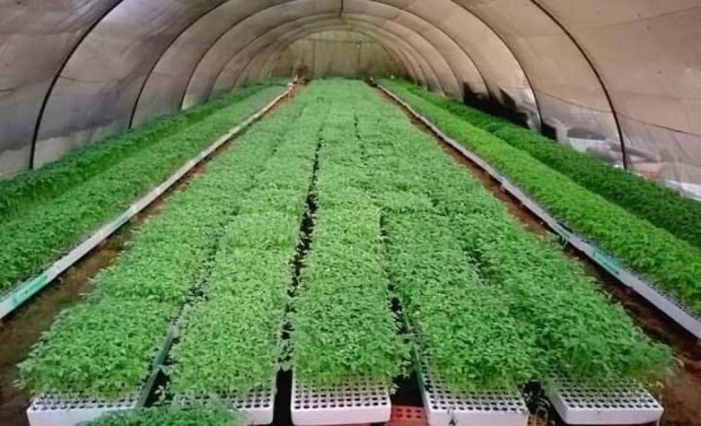 تطور مشاتل الخضار: من التقاليد إلى التكنولوجيا الحديثة