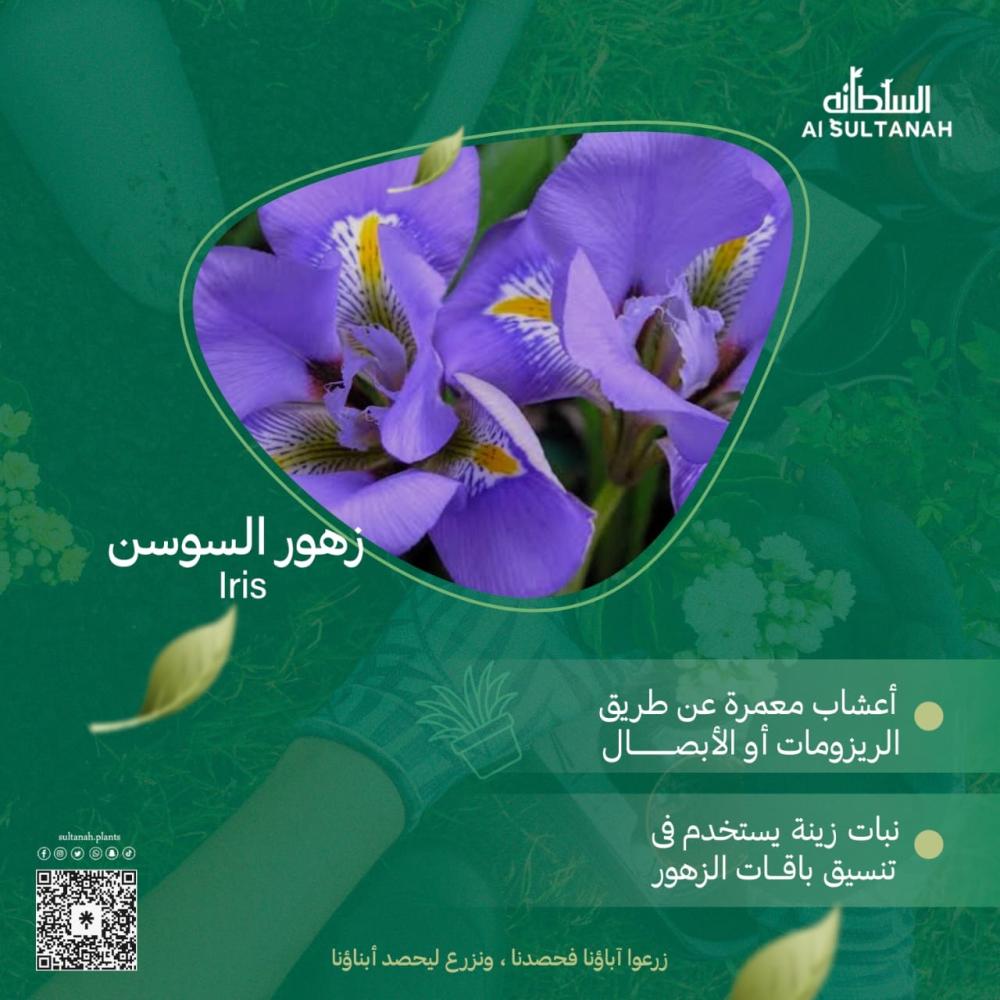 نبات السوسن رمز الجمال الطبيعي وأسراره في تنسيق الحدائق والزهور