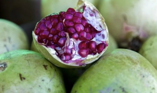 شتلات رمان طايفي L granatum Punica