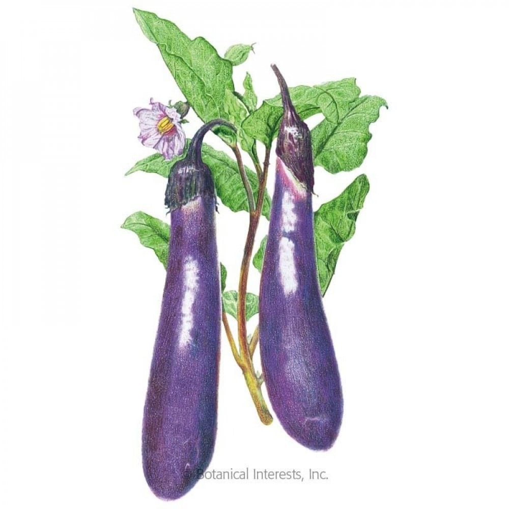 Eggplant Long Purple Eggplant Seeds Heirloom Potato Grows