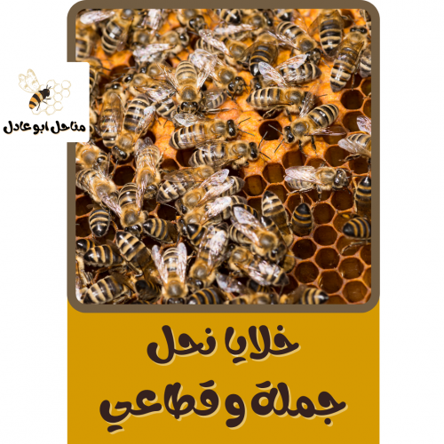 خلايا نحل جملة وقطاعي