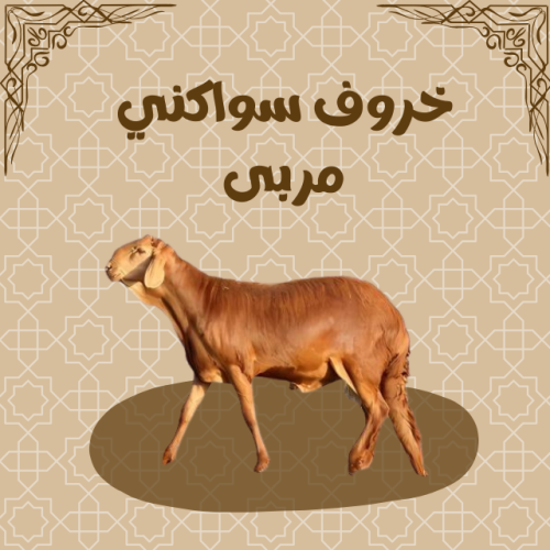 خروف سواكني مربى
