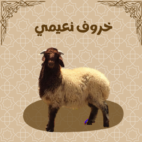 خروف نعيمي ثني