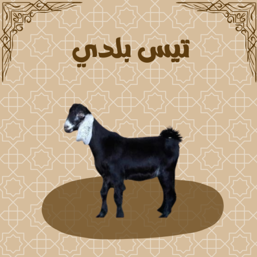 تيس بلدي