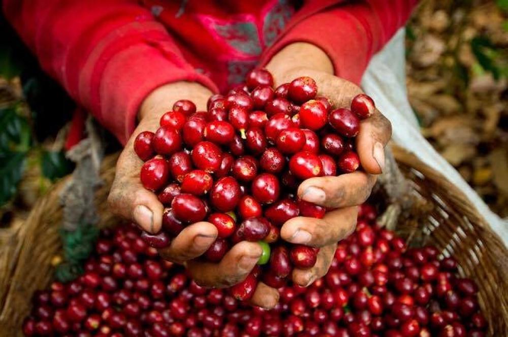 القهوة الأثيوبيا : ثقافة و حكاية