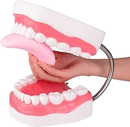 مجسم اسنان تعليمي اللسان- cast