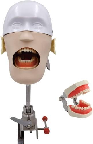 Vantom with Colombi model cast on stand