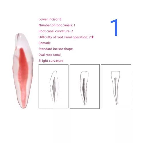 endo teeth for practice