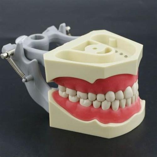 Dental Model Fersaco Pedu - COLOMBI