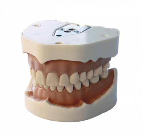 MODEL CAST COLOMBE ADULT