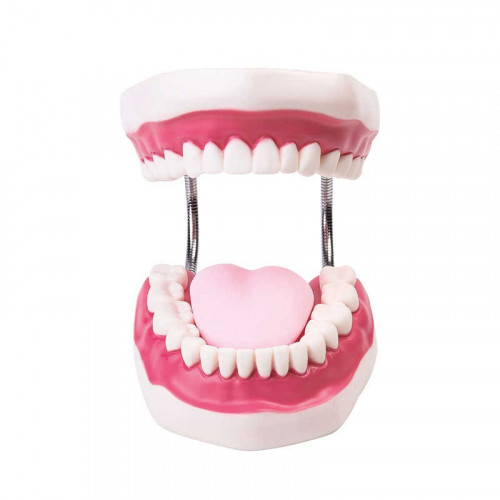 مجسم اسنان تعليمي اللسان- cast