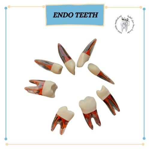 Endo teeth Korean أسنان عصب