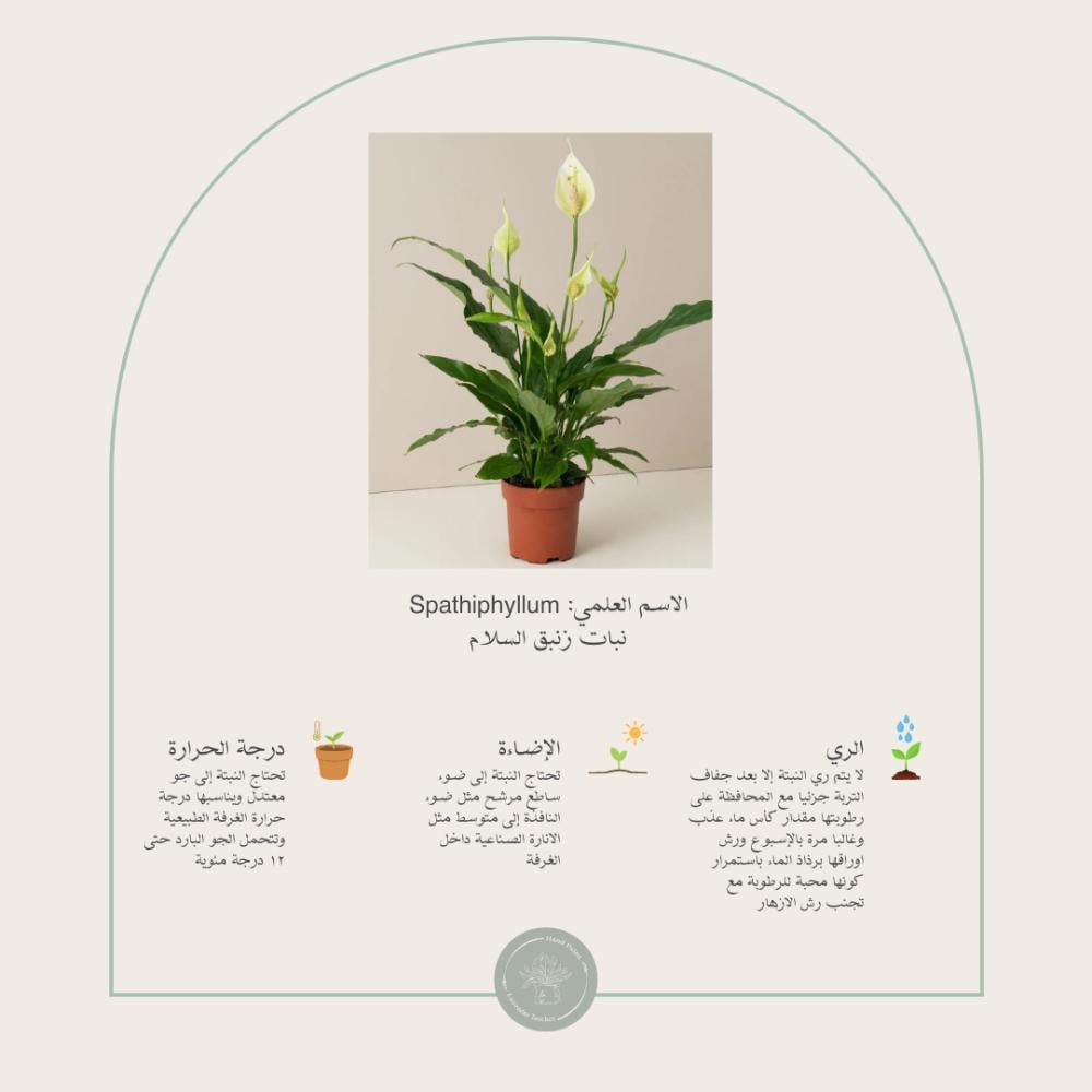 العناية بنبات زنبق السلام