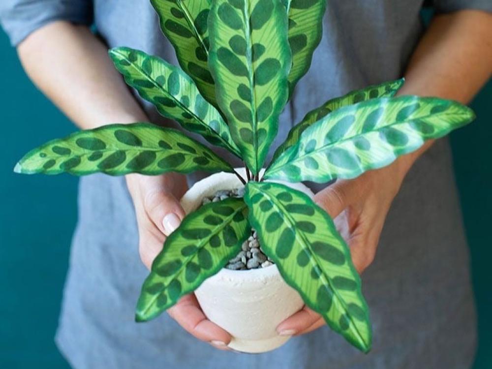 دليل العناية والتغذية الصحيحة للنباتات الداخلية