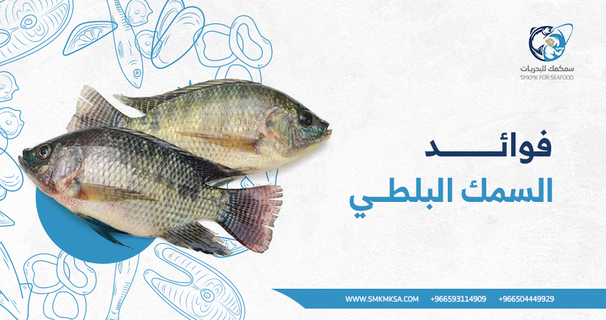فوائد السمك البلطي تعرف عليها وهل السمك البلطي يحتوي على فيتامين د؟