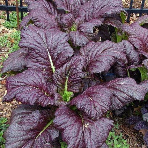 LEAF MUSTARD RED GIANT