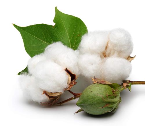 بذور القطن