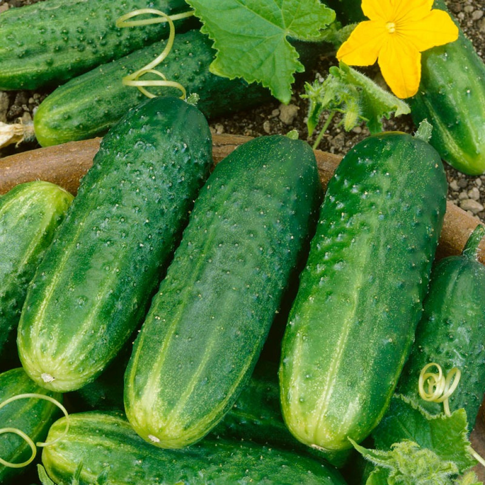 Cucumber Maxim F1