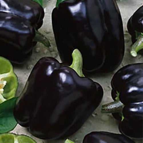 Sweet Pepper Midnight Dreams