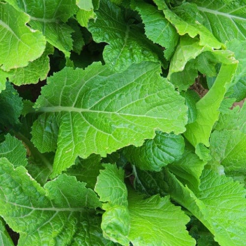 LEAF MUSTARD